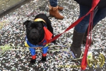 carnavalsstoet-essen-2016-noordernieuws-045