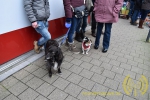 carnavalsstoet-essen-2016-noordernieuws-106