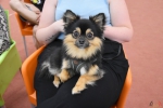 D.C.-The-Titan-Dogs-organiseert-eerste-grote-dartstornooi-Kalmthout-c-Noordernieuws-2025-HDB_3316