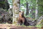 02-ArieJan-Korevaar-Natuur-en-wildlife-fotograaf-Noordernieuws.be-2020-38EA6E9F-2EB1-4FF9-A61A-7607D095AA6E_1_201_a