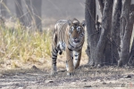 06-ArieJan-Korevaar-Natuur-en-wildlife-fotograaf-Noordernieuws.be-2020-4D62E41C-72BE-4674-9B49-3774D593B45F_1_201_a