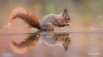 104 Hobby Fotografie - Karel De Blick - Natuurfotograaf - Vogelfotografie - Noordernieuws.be - eekhoorn 1