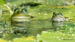 107 Hobby Fotografie - Karel De Blick - Natuurfotograaf - Vogelfotografie - Noordernieuws.be - groene kikker