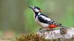 108 Hobby Fotografie - Karel De Blick - Natuurfotograaf - Vogelfotografie - Noordernieuws.be - grote bonte specht