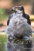 109 Hobby Fotografie - Karel De Blick - Natuurfotograaf - Vogelfotografie - Noordernieuws.be - havik