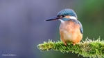 110 Hobby Fotografie - Karel De Blick - Natuurfotograaf - Vogelfotografie - Noordernieuws.be - ijsvogel 1