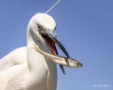 114 Hobby Fotografie - Karel De Blick - Natuurfotograaf - Vogelfotografie - Noordernieuws.be - kleine zilverreiger