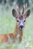 117 Hobby Fotografie - Karel De Blick - Natuurfotograaf - Vogelfotografie - Noordernieuws.be - reebok