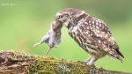 119 Hobby Fotografie - Karel De Blick - Natuurfotograaf - Vogelfotografie - Noordernieuws.be - steenuil