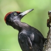 122 Hobby Fotografie - Karel De Blick - Natuurfotograaf - Vogelfotografie - Noordernieuws.be - zwarte specht