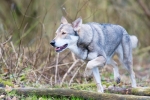 104 Saarlooswolfhond - Lisa van Hoof - Noordernieuws.be - Daya 2