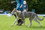 114 Saarlooswolfhond - Lisa van Hoof - Noordernieuws.be - Shows Daya 1