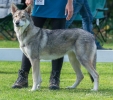 115 Saarlooswolfhond - Lisa van Hoof - Noordernieuws.be - Shows Daya 2