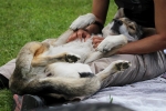 116 Saarlooswolfhond - Lisa van Hoof - Noordernieuws.be - Shows Daya 3