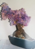 Marie-Jeanne-Naulaerts-Bonsai-gekleurd-IMG-20230720-WA0008