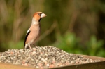 Appelvink (in de tuin getrokken)