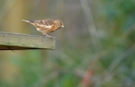 Kleine Barmsijs (In de tuin getrokken)