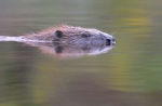 bever