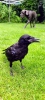 Wendy-Adriaens-Hobby-Dieren-Struisvogels-c-Noordernieuws.be-2021-image00007