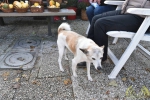 08 Canina - Wandeldag en Rommelmarkt - ©Noordernieuws - DSC_3290