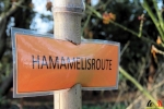 115 Arboretum Kalmthout - Miss Hamamelis verkiezing 2020 - (c) Noordernieuws.be - 13
