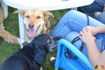 120 Canina opendeurdag augustus 2019 - (c) Noordernieuws.be - HDB_8114