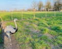 Reddingsboerderij-Koch’s-Corner-verhuist-en-wordt-De-Passiehoeve7