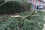 Storm Ciara zorgt voor schade en ellende8