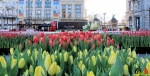 107 Vandaag gratis Tulpenpluk met Suske en Wiske - Noordernieuws.be - 05