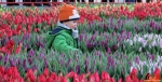 108 Vandaag gratis Tulpenpluk met Suske en Wiske - Noordernieuws.be - 06