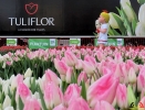 126 Vandaag gratis Tulpenpluk met Suske en Wiske - Noordernieuws.be - 24