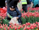 134 Vandaag gratis Tulpenpluk met Suske en Wiske - Noordernieuws.be - 32