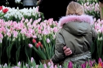 139 Vandaag gratis Tulpenpluk met Suske en Wiske - Noordernieuws.be - 37
