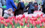 140 Vandaag gratis Tulpenpluk met Suske en Wiske - Noordernieuws.be - 38