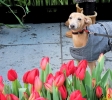 141 Vandaag gratis Tulpenpluk met Suske en Wiske - Noordernieuws.be - 39