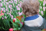 148 Vandaag gratis Tulpenpluk met Suske en Wiske - Noordernieuws.be - 46