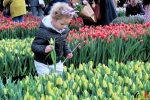 151 Vandaag gratis Tulpenpluk met Suske en Wiske - Noordernieuws.be - 49