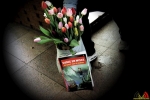 157 Vandaag gratis Tulpenpluk met Suske en Wiske - Noordernieuws.be - 55
