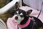 20 Dierenasiel Canina - Wandeldag en Rommelmarkt augustus 2018 - Essen - (c) Noordernieuws.be - HDB_8906