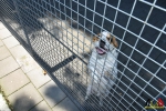 48 Opendeur Canina Essen 2017 - (c) Noordernieuws.be