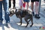 50 Opendeur Canina Essen 2017 - (c) Noordernieuws.be