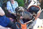 57 Opendeur Canina Essen 2017 - (c) Noordernieuws.be