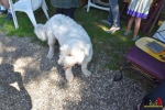 58 Opendeur Canina Essen 2017 - (c) Noordernieuws.be