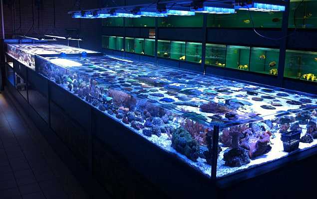 Aquarium Brouwers zoutwater aquaria, zeeaquarium en koralen