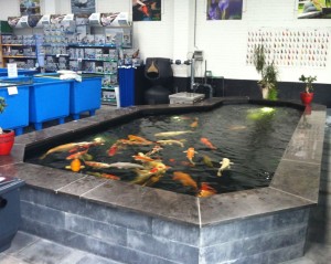 Vijver afdeling Aquarium Brouwers - Roosendaal