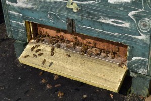 14 Noordernieuws - De hobby van Eddy Pollemans