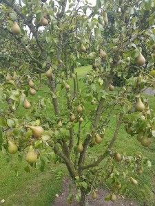 09 De Hobby van... Fred Brink - Fruit en vruchten - ©Noordernieuws - 20160814_154115