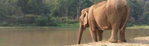 ria-bauwens-maakt-zich-sterk-voor-afgedankte-olifanten