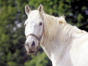 Het paard van Sinterklaas heet Slechtweervandaag