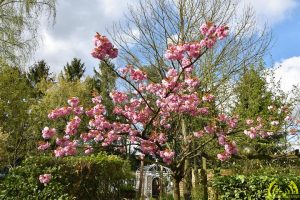 04 De Hobby van Letje Schoutens - Noordernieuws.be